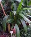 zelena Sobne Rastline Curculigo, Palm Trava fotografija, gojenje in opis, značilnosti in rast