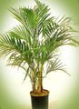 Foto Lockig Palme, Kentia Palme, Paradies Palmen Bäume Beschreibung, Merkmale und wächst