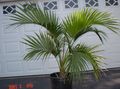 vihreä Sisäkasvit Kihara Palmu, Kentia Palmu, Paratiisi Palmu puut, Howea kuva, muokkaus ja tuntomerkit, ominaisuudet ja viljely