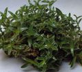 grøn Indendørs Planter Cyanotis Foto, dyrkning og beskrivelse, egenskaber og voksende