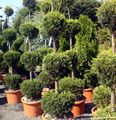 Foto Zypresse Bäume Beschreibung, Merkmale und wächst