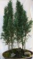 зелений Кімнатні Рослини Кипарис дерево, Cupressus Фото, вирощування і опис, характеристика і зростаючий