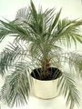 Photo Date Palm Tree description, characteristics and growing