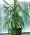 green Indoor Plants Dracaena Photo, cultivation and description, characteristics and growing
