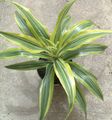 motley Indoor Plants Dracaena Photo, cultivation and description, characteristics and growing