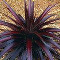 Photo Dyckia Herbaceous Plant description, characteristics and growing