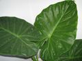 green Indoor Plants Elephants Ear, Alocasia Photo, cultivation and description, characteristics and growing