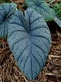 silvery Indoor Plants Elephants Ear, Alocasia Photo, cultivation and description, characteristics and growing