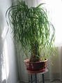green Indoor Plants Elephants Foot, Pony Tail tree, Beaucarnea Photo, cultivation and description, characteristics and growing
