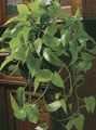 Photo Epipremnum Hanging Plant description, characteristics and growing