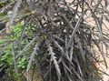 dark green Indoor Plants False Aralia tree, Dizygotheca elegantissima Photo, cultivation and description, characteristics and growing
