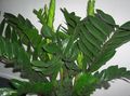 Photo Fat Boy Herbaceous Plant description, characteristics and growing