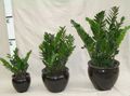 tumman-vihreä Sisäkasvit Fat Boy, Zamiaculcas zamiifolia kuva, muokkaus ja tuntomerkit, ominaisuudet ja viljely