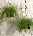 Photo Fiber-optic grass Herbaceous Plant description, characteristics and growing