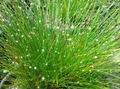 žalias Vidinis augalai Šviesolaidinis Žolė, Isolepis cernua, Scirpus cernuus Nuotrauka, auginimas ir aprašymas, charakteristikos ir augantis