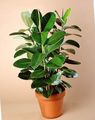 green Indoor Plants Fig tree, Ficus Photo, cultivation and description, characteristics and growing