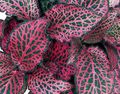 motley Fittonia, Nerve Plant Photo, cultivation and description, characteristics and growing