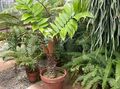 zöld Szobanövények Florida Nyílgyökér, Zamia fénykép, termesztés és leírás, jellemzők és növekvő