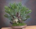 grön Krukväxter Florida Arrowrot träd, Zamia Fil, uppodling och beskrivning, egenskaper och odling
