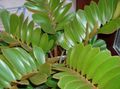 grønn Innendørs Planter Florida Arrowroot treet, Zamia Bilde, dyrking og beskrivelse, kjennetegn og voksende