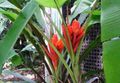 Foto Blühenden Bananen Bäume Beschreibung, Merkmale und wächst