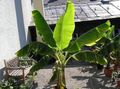grün Topfpflanzen Blühenden Bananen bäume, Musa coccinea Foto, Anbau und Beschreibung, Merkmale und wächst