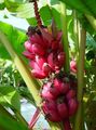grün Topfpflanzen Blühenden Bananen bäume, Musa coccinea Foto, Anbau und Beschreibung, Merkmale und wächst