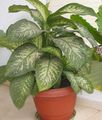 motley Indoor Plants Giant Dumb Cane, Dieffenbachia Photo, cultivation and description, characteristics and growing