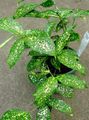 Photo Gold dust dracaena Herbaceous Plant description, characteristics and growing