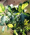 motley Indoor Plants Gold Dust Tree, Aucuba japonica shrub Photo, cultivation and description, characteristics and growing