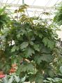 Foto Grape Ivy, Eichenblatt Efeu Ampelen Beschreibung, Merkmale und wächst