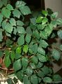 dunkel-grün Topfpflanzen Grape Ivy, Eichenblatt Efeu, Cissus Foto, Anbau und Beschreibung, Merkmale und wächst