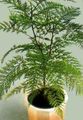 grön Krukväxter Grevillea träd Fil, uppodling och beskrivning, egenskaper och odling