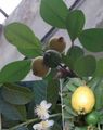 verde Plante de Interior Guava, Guava Tropical copac, Psidium guajava fotografie, cultivare și descriere, caracteristici și în creștere