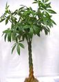 groen Kamerplanten Watercacao, Water Kastanje boom, Pachira aquatica foto, teelt en beschrijving, karakteristieken en groeiend