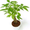 groen Kamerplanten Watercacao, Water Kastanje boom, Pachira aquatica foto, teelt en beschrijving, karakteristieken en groeiend