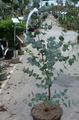 grøn Indendørs Planter Tyggegummi Træ, Eucalyptus Foto, dyrkning og beskrivelse, egenskaber og voksende