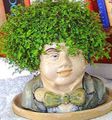 groen Kamerplanten Helxine (Soleirolia), Tranen Baby foto, teelt en beschrijving, karakteristieken en groeiend