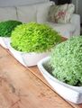 licht groen Kamerplanten Helxine (Soleirolia), Tranen Baby foto, teelt en beschrijving, karakteristieken en groeiend