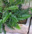 Photo Holly fern Herbaceous Plant description, characteristics and growing