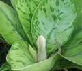 緑色 屋内植物 Homalomena フォト, 栽培 と 説明, 特性 と 成長