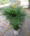 Photo ?hrysalidocarpus Tree description, characteristics and growing