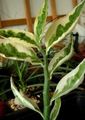spräcklig Krukväxter Jacobs Stege, Devils Backbone buskar, Pedilanthus Fil, uppodling och beskrivning, egenskaper och odling