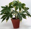 Photo Japanese Aralia Herbaceous Plant description, characteristics and growing