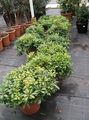 grønn Innendørs Planter Japanese Laurbær, Pittosporum Tobira busk Bilde, dyrking og beskrivelse, kjennetegn og voksende
