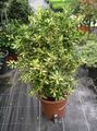 motley Indoor Plants Japanese spindle shrub, Euonymus japonica Photo, cultivation and description, characteristics and growing