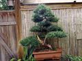 Photo Japanese Yew Tree description, characteristics and growing