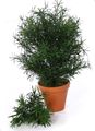 tamno-zelena Sobne biljke Japanski Tisa drveta, Podocarpus Foto, uzgajanje i opis, karakteristike i uzgoj