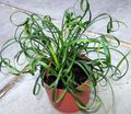 Photo Lily Turfs Herbaceous Plant description, characteristics and growing