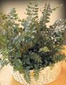 Photo Mahogany Fern, Terrestrial Fern Herbaceous Plant description, characteristics and growing